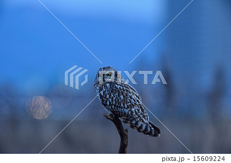 夕暮れのコミミズク 15609224