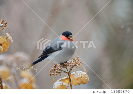 ウソ ウソ 15609370