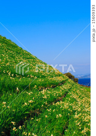 のもざき水仙まつり 15609393
