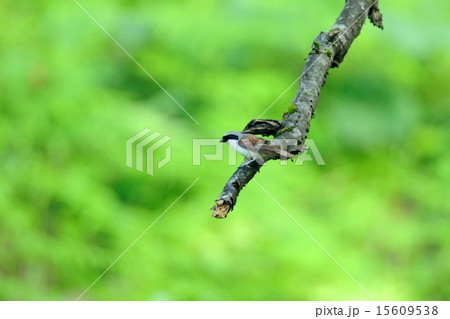 チゴモズ 15609538