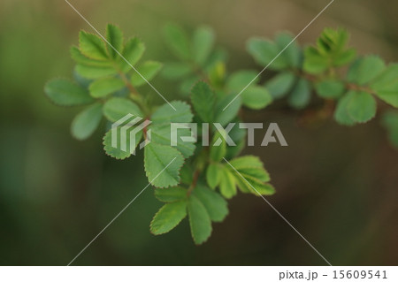 自然 植物 ノイバラ、春先の若葉です。花が咲く前は気づかず足を踏み入れて痛い目に合うこともあります 自然 植物 ノイバラ、春先の若葉です。花が咲く前は気づかず足を踏み入れて痛い目に合うこともあります 15609541