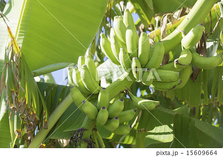 島バナナ 15609664