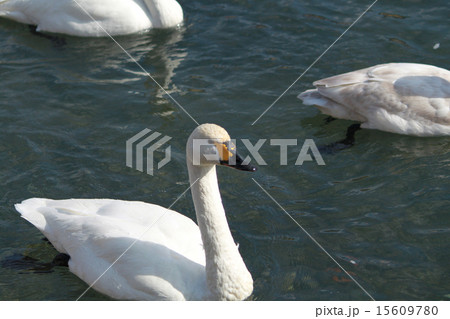 年賀状 酉年 白鳥 年賀状 酉年 白鳥 15609780