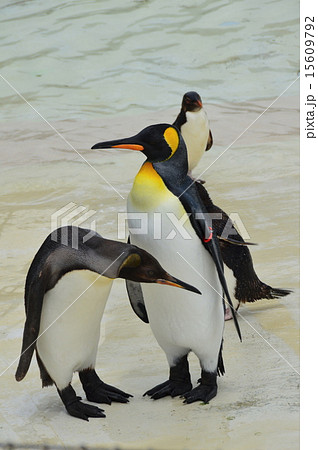 キングペンギン オウサマペンギン 葛西臨海水族館 東京都江戸川区臨海町6 2 3 の写真素材