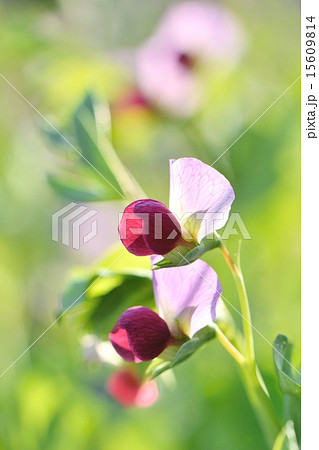 豆の花のクローズアップ素材 15609814