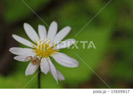 クモとミヤマヨメナの花 クモとミヤマヨメナの花 15609817