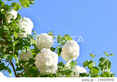 満開のスノーボールの花と青空のコピースペース 15609848