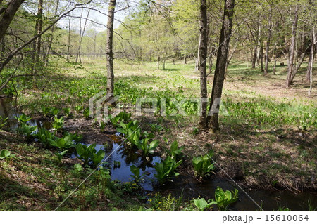 信州　居谷里湿原 15610064