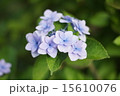 雨上がりのあじさい 15610076