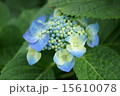 青ガクアジサイ 15610078