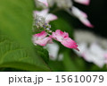 赤ガクアジサイ 15610079