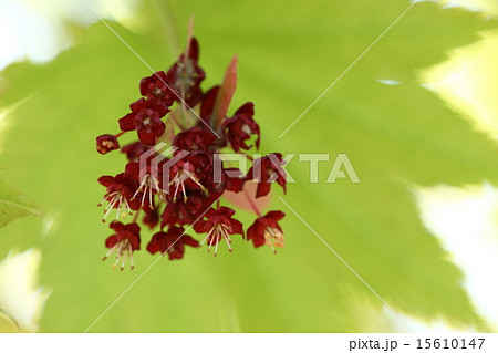 自然 植物 ハウチワカエデ、四月半ば大きな葉に隠れるように紅色の花が咲いています 自然 植物 ハウチワカエデ、四月半ば大きな葉に隠れるように紅色の花が咲いています 15610147