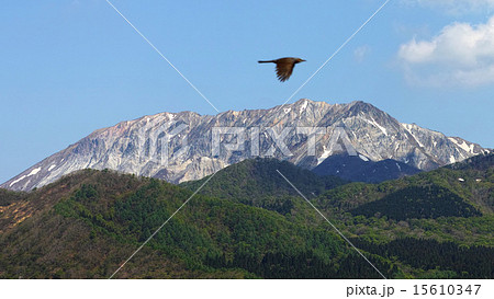 伯耆富士　大山　南壁と鳥 15610347