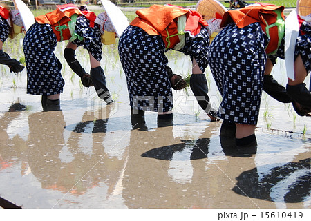 ユネスコ無形文化遺産　壬生の花田植え 15610419