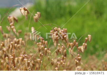 茶色くなった小判草 15610471