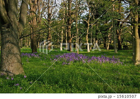 北の丸公園の新緑 15610507