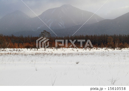 小雪舞う奥日光・小田代原 15610558