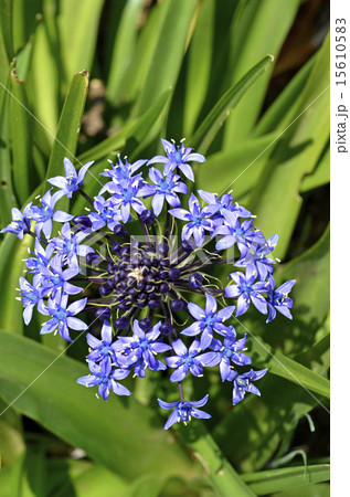 オオツルボ(シラー・ペルビアナ) オオツルボ(シラー・ペルビアナ) 15610583