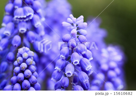 ムスカリの花 15610682