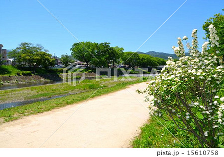 京都 賀茂川の風景 京都 賀茂川の風景 15610758