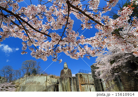 宇都宮・大谷観音と桜 15610914