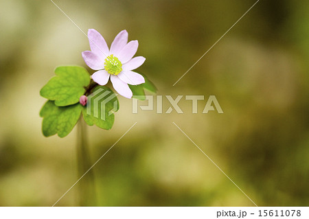 バイカカラマツの花 バイカカラマツの花 15611078