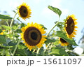 向日葵 15611097