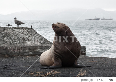 Northern Sea Lion (Eumetopias Jubatus) on beach 15611190