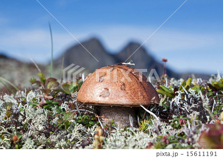 Lonely mushroom on background of mountains 15611191