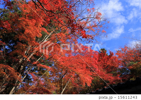 有馬温泉・瑞宝寺公園の紅葉 有馬温泉・瑞宝寺公園の紅葉 15611243