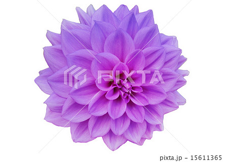 紫の花 ダリアのイラスト素材