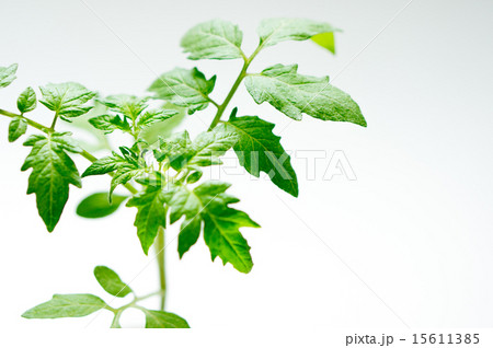 トマトの苗（サターン） 15611385