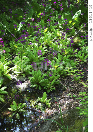 クリンソウ 15611419