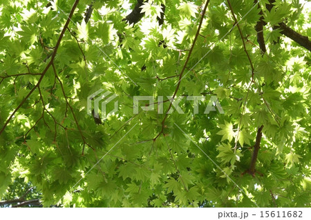 はうちわかえで葉裏 15611682