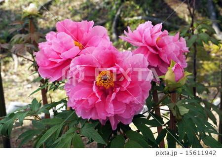 乙訓寺の牡丹７ 15611942