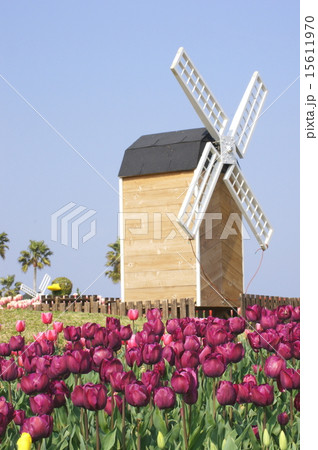 風車 明石海峡公園 淡路花博 チューリップ畑 風車 明石海峡公園 淡路花博 チューリップ畑 15611970