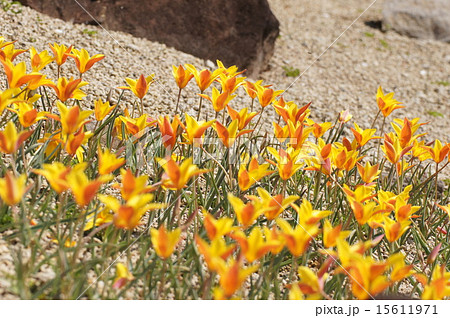 チューリップ クルシアナ クリサンタ 淡路ファームパーク チューリップ クルシアナ クリサンタ 淡路ファームパーク 15611971