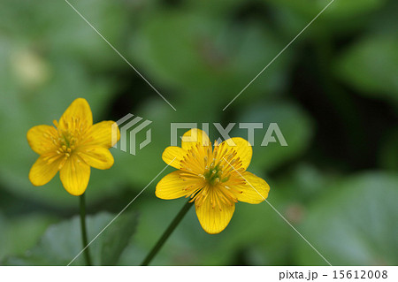 エンコウソウの花 15612008