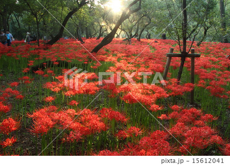 赤い絨毯-1 15612041