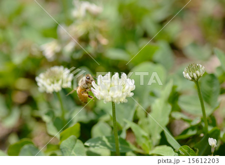 シロツメクサとセイヨウミツバチ シロツメクサとセイヨウミツバチ 15612203