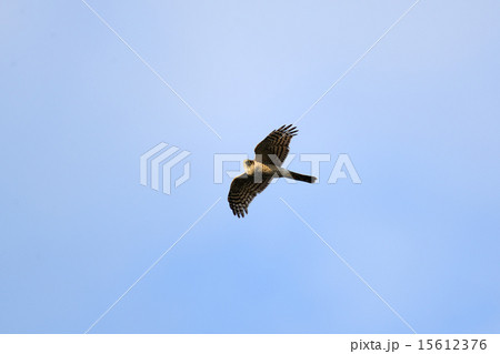 ハイタカ 15612376