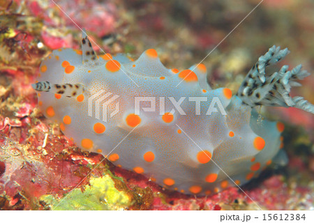 コンペイトウウミウシ 15612384