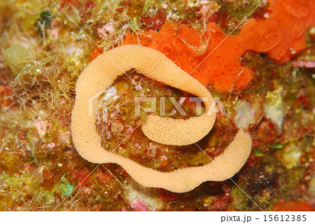ウミウシの卵 15612385
