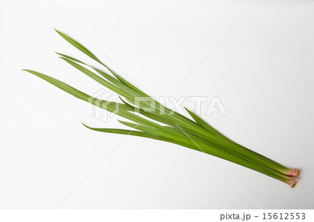 菖蒲湯用の菖蒲 15612553