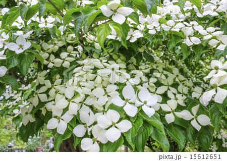 山法師　ヤマボウシ　花 15612651