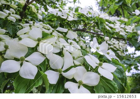 山法師 ヤマボウシ 花 山法師 ヤマボウシ 花 15612653