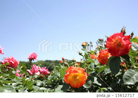 薔薇咲く 薔薇咲く 15612717