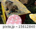 エサをもらうリス 15612840