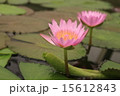 大鬼蓮の花 15612843