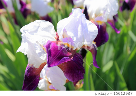 ジャーマンアイリス 15612937
